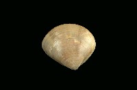 藏品(普通文蛤)的圖片